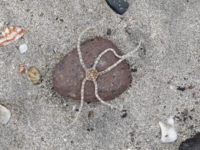Ophioderma brevispinum