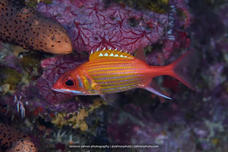 Neoniphon marianus