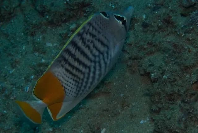 Indian Ocean Chevron Butterflyfish (Chaetodon madagaskariensis)