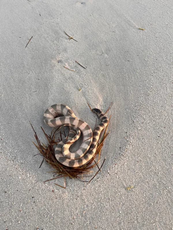 Arabian Gulf Sea Snake (Hydrophis lapemoides)