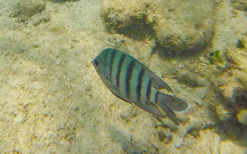 Bengal Sergeant (Abudefduf bengalensis)