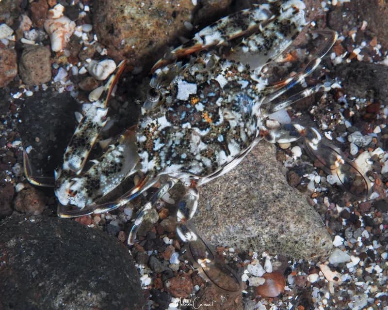 Achelous anceps