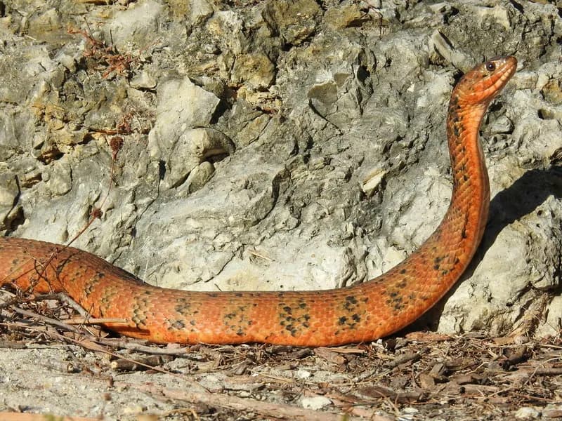 Nerodia fasciata