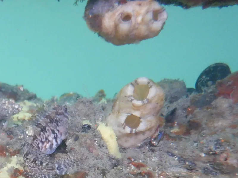 Asian Sea Squirt (Styela plicata)