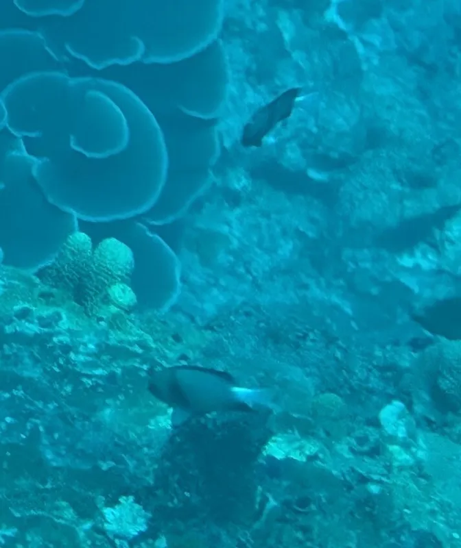 Cloudy Dascyllus (Dascyllus carneus)