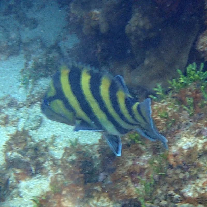 Girdled Rock Cod (Acanthistius cinctus)