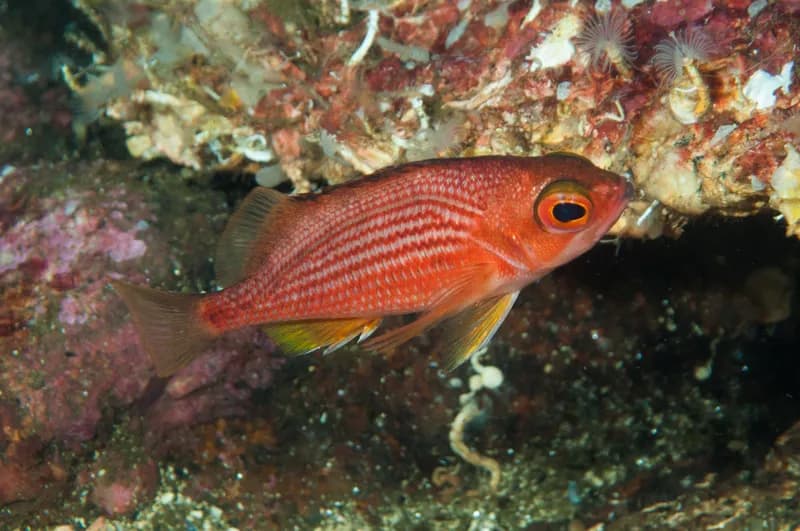 Tasmanian Perch (Lepidoperca tasmanica)