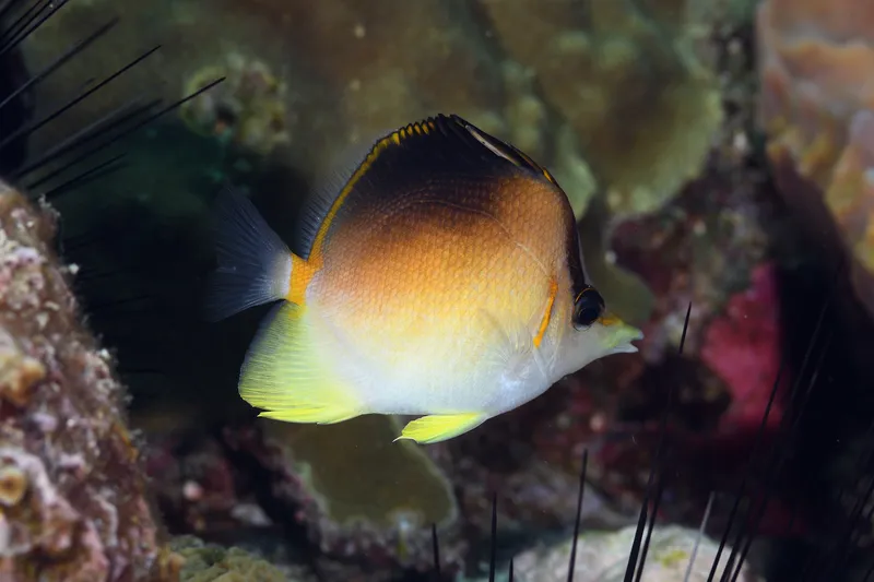 Longsnout Butterflyfish (Prognathodes aculeatus)