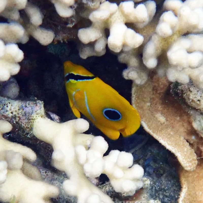 Bluelashed Butterflyfish (Chaetodon bennetti)