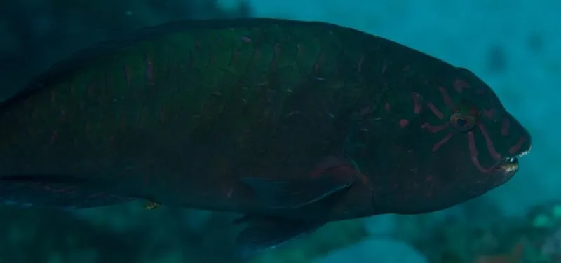 Carolines Parrotfish (Calotomus carolinus)