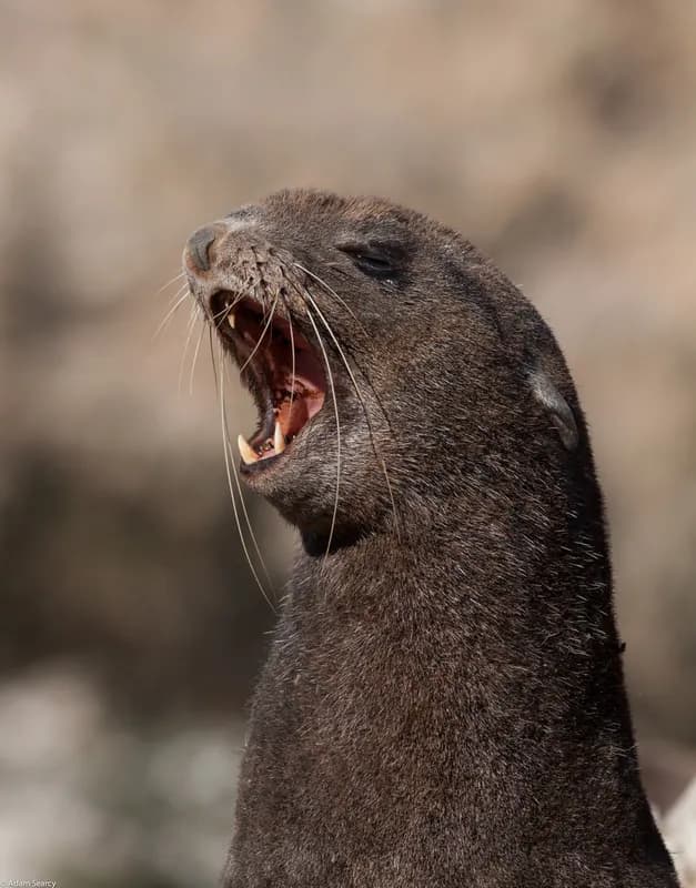 Callorhinus ursinus