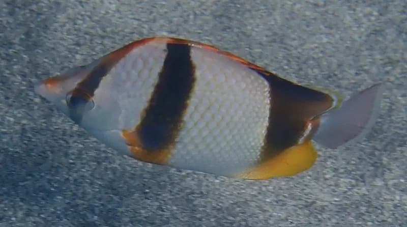 Three-Banded Butterflyfish (Chaetodon robustus)
