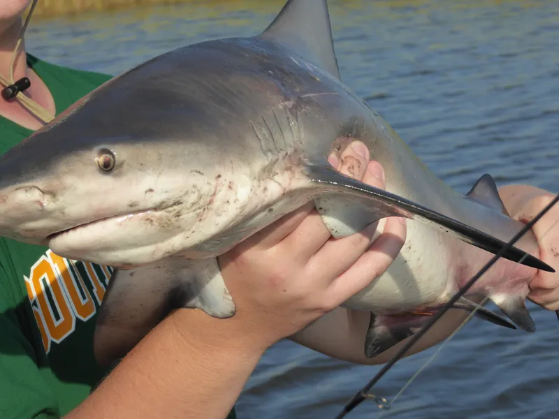 Bull Shark (Carcharhinus leucas)