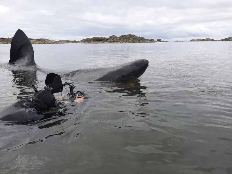 Basking Shark (Cetorhinus maximus)