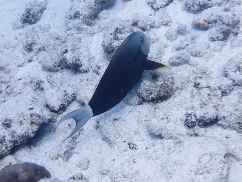Epaulette Surgeonfish (Acanthurus nigricauda)
