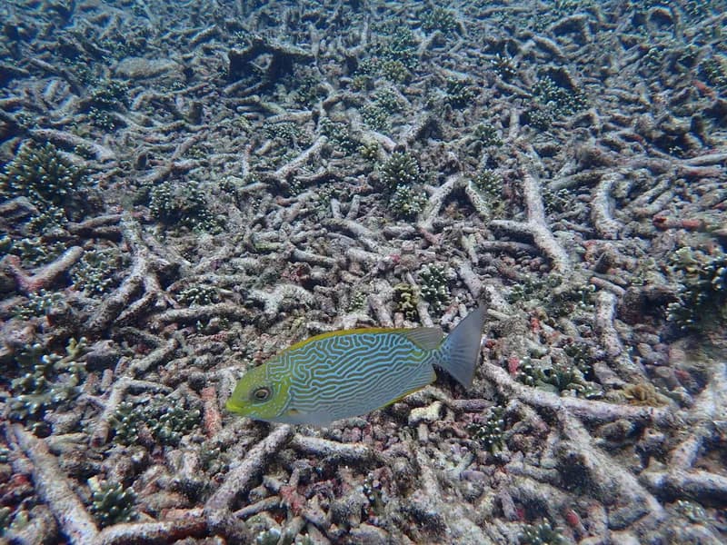 Maze Rabbitfish (Siganus vermiculatus)