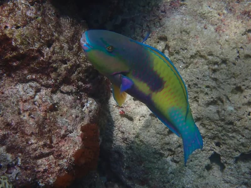 Japanese Parrotfish (Chlorurus japanensis)