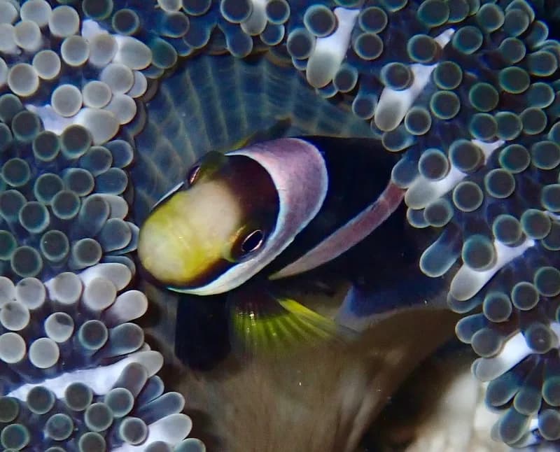 Clownfish (Amphiprion polymnus)