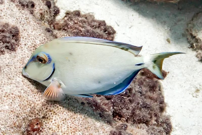 Ocean Surgeonfish (Acanthurus tractus)