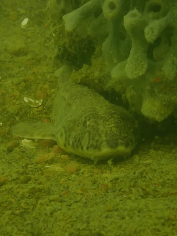 Chiloscyllium indicum