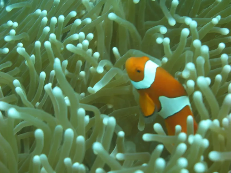 Clownfish (Amphiprion percula)