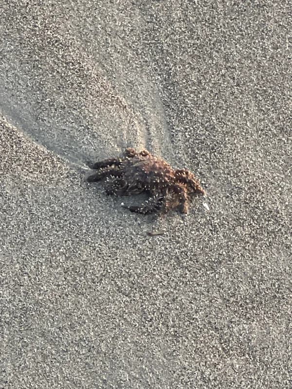 Amphithrax aculeatus