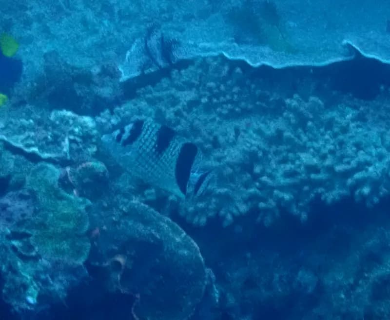 Asian Butterflyfish (Chaetodon argentatus)