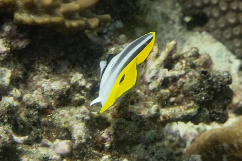 Pacific Doublesaddle Butterflyfish (Chaetodon ulietensis)