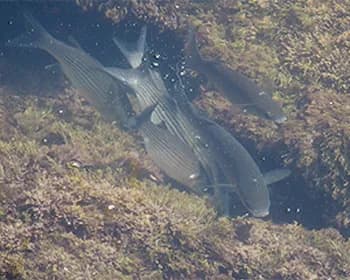 Thicklip Grey Mullet (Chelon labrosus)