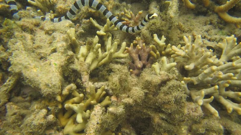 Yellow-Lipped Sea Snake (Laticauda frontalis)