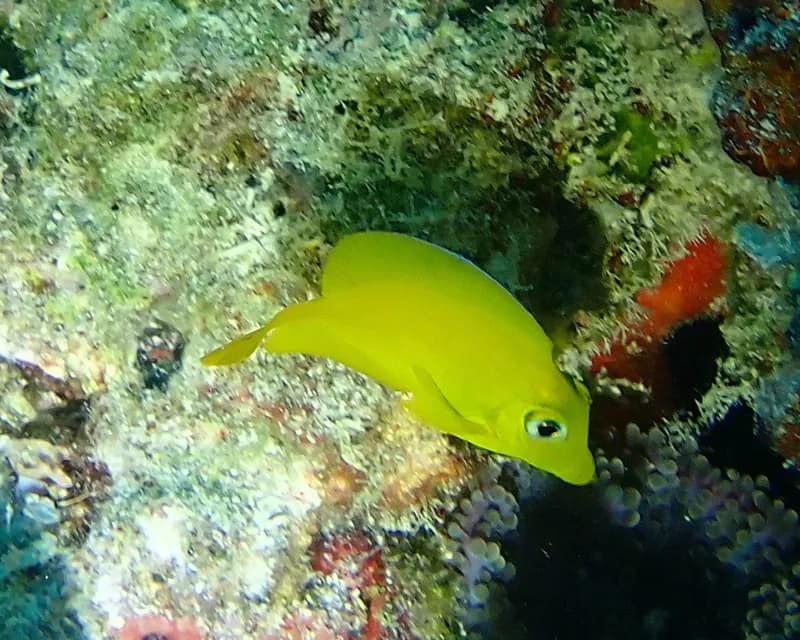 Bristletooth (Ctenochaetus cyanocheilus)