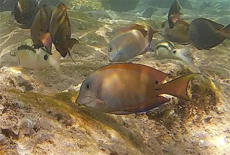 Brown Surgeonfish (Acanthurus nigrofuscus)