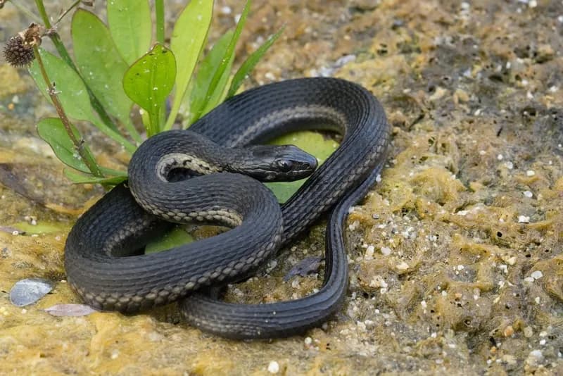 Thamnophis validus