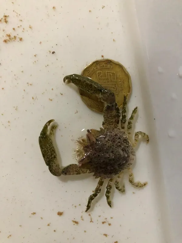 Pitho aculeata
