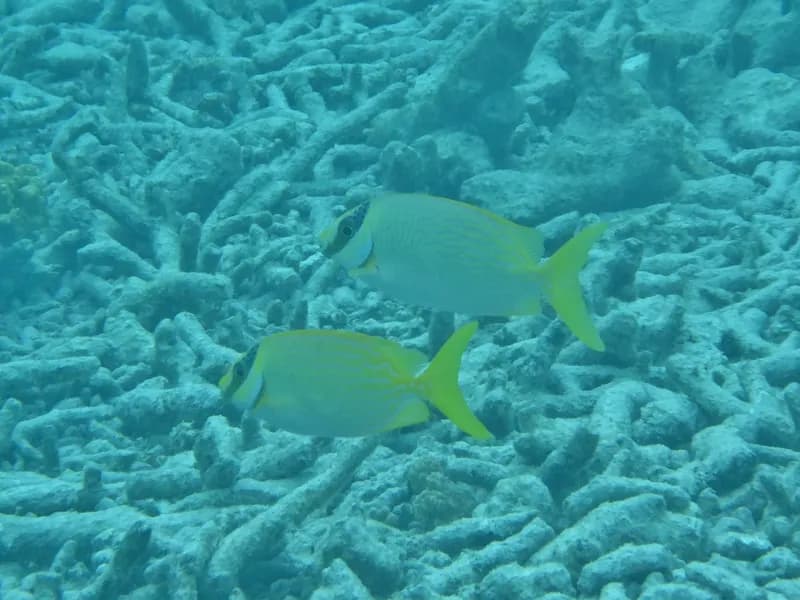 Siganus puellus