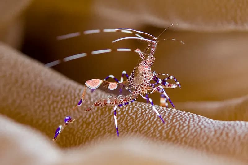 Periclimenes yucatanicus