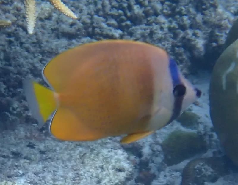 Sunburst Butterflyfish (Chaetodon kleinii)