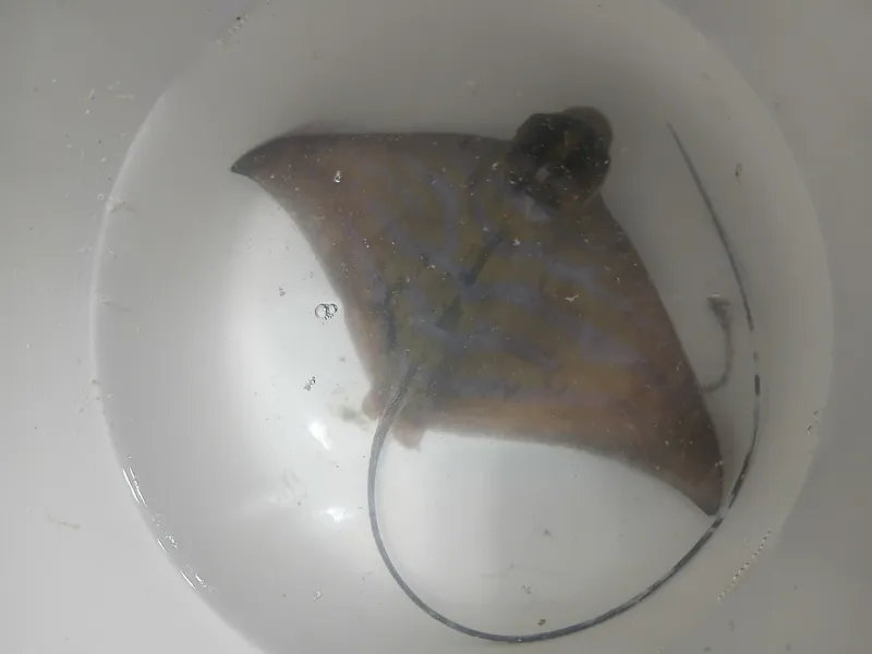 Aetomylaeus caeruleofasciatus
