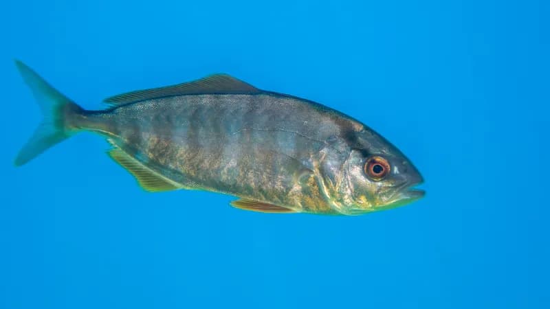 Amberjack (Seriola dumerili)