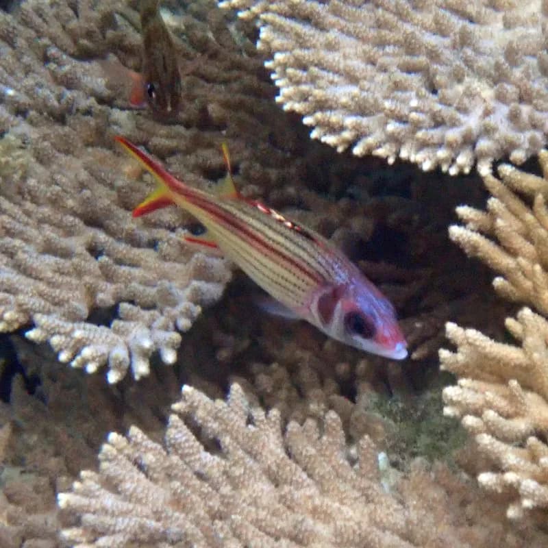 Neoniphon sammara