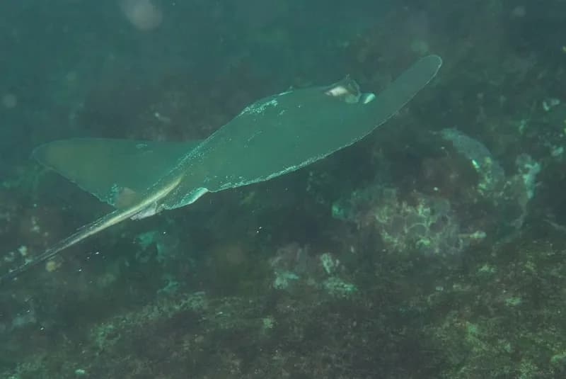Myliobatis longirostris