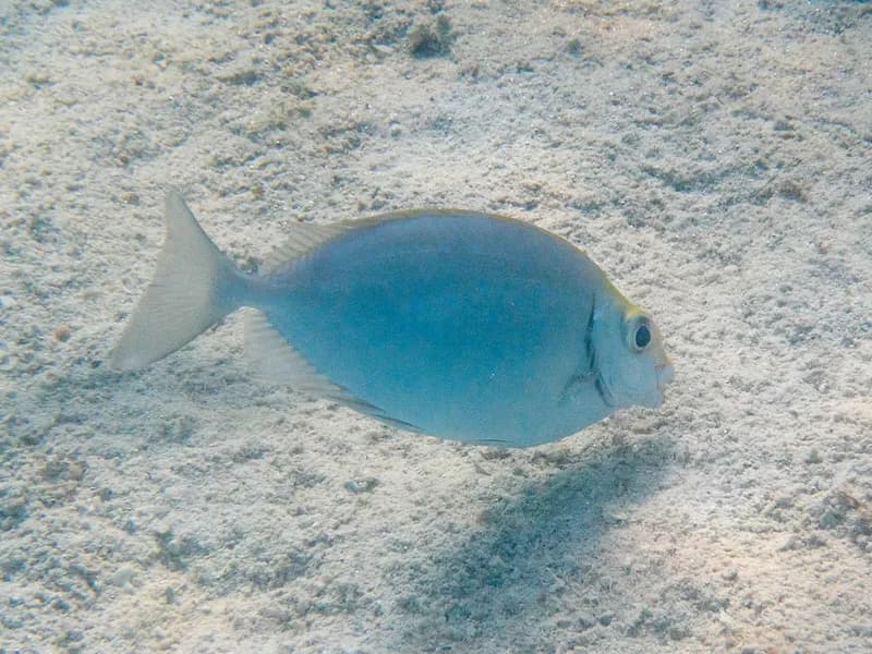 Forktail Rabbitfish (Siganus argenteus)