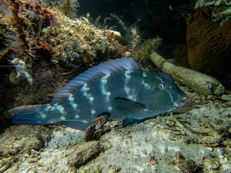 Green Humphead Parrotfish (Bolbometopon muricatum)