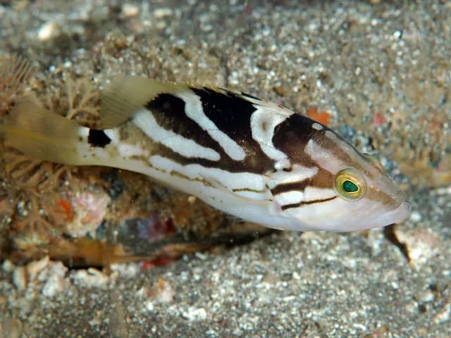 Comet Grouper (Epinephelus morrhua)