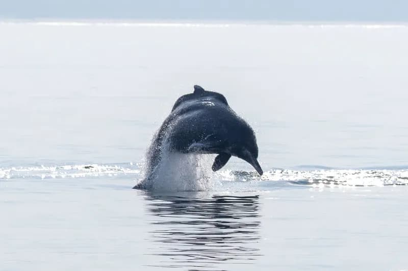 Bornean Dolphin (Sousa chinensis)