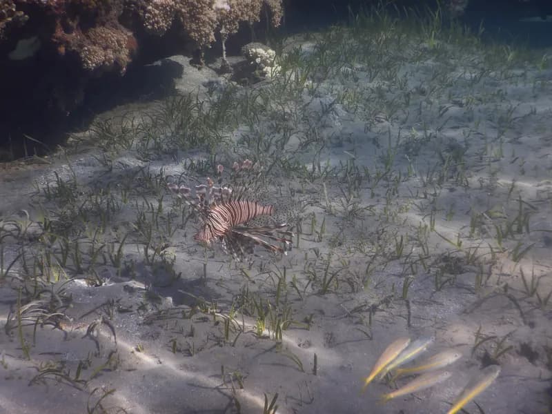 Devil Firefish (Pterois miles)