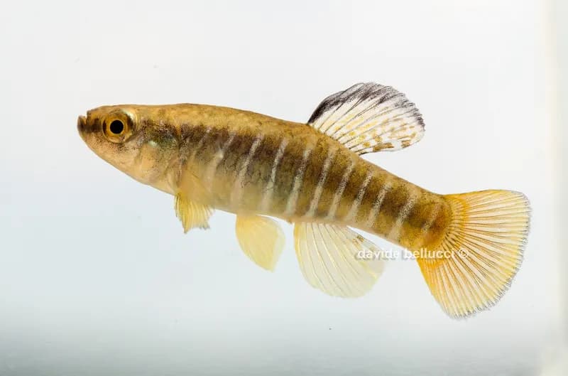Mediterranean Toothcarp (Aphanius fasciatus)