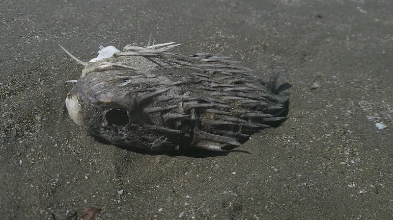 Balloonfish (Diodon holocanthus)