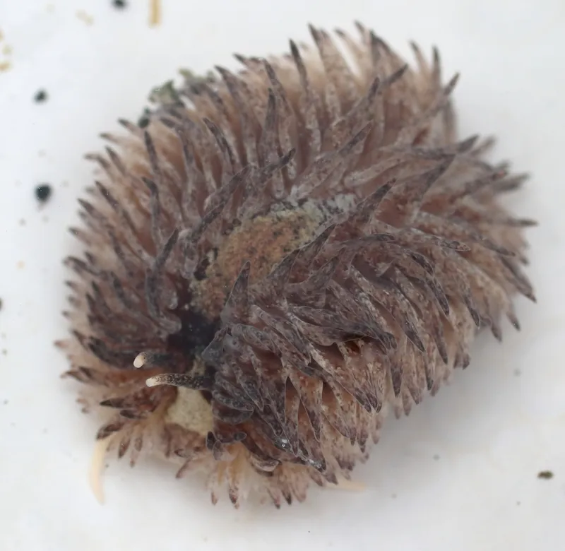 Warty Shag-Rug Nudibranch (Aeolidia loui)