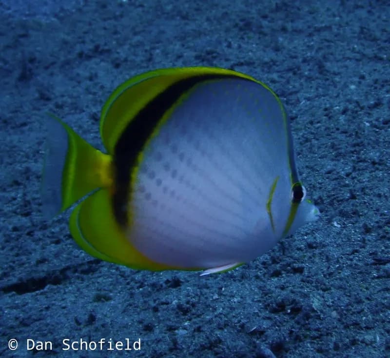 Moon Coralfish (Chaetodon selene)